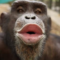 APE / SOL