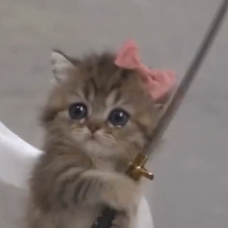 KnightCat