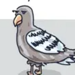 PIGEON