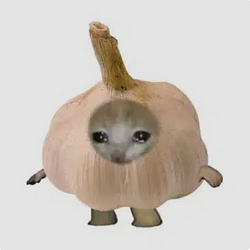 GarlicCat / SOL