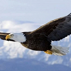 EAGLEA