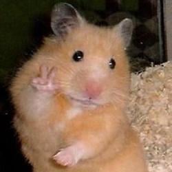 HAMSTER/x