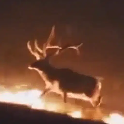 DEER / SOL