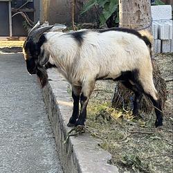 sol goat