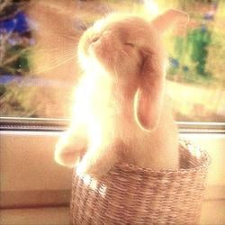GOLDBUN