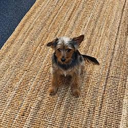 FiFi