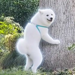 Samoyed
