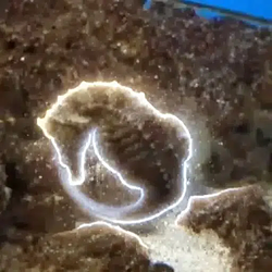 SEAHORSE / SOL