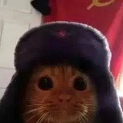 кот