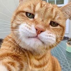 Bitcate / SOL