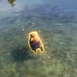 BEAR / SOL