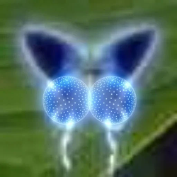 Tit / SOL