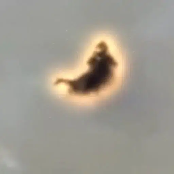 PRIETA / SOL