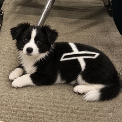XDOG