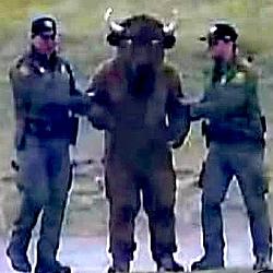 Bison