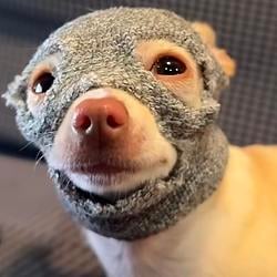 DOGR
