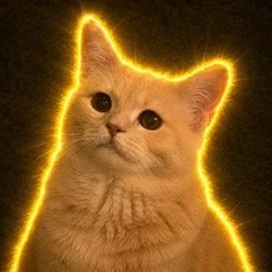 FOMOCAT / SOL