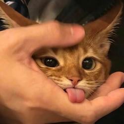 BLEP / SOL