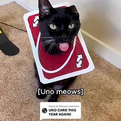 UNOCAT