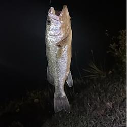 fishh / SOL