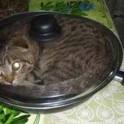 Pancat / SOL