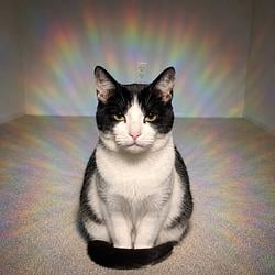 AURACAT / SOL