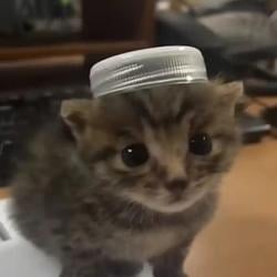 Arabcat
