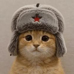 кот
