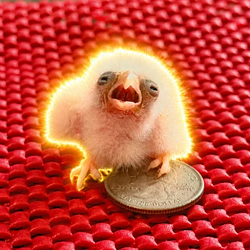 birb