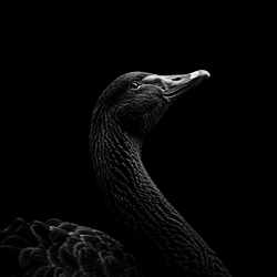 BLACKSWAN / SOL