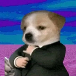 suitdog / SOL