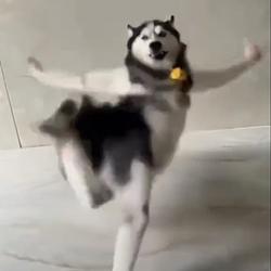 DancinD