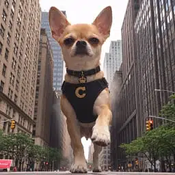 Chico