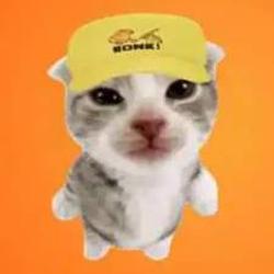 帽子猫