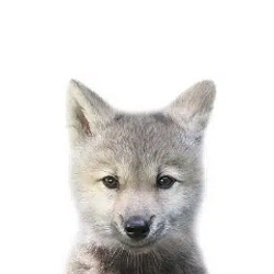WULF