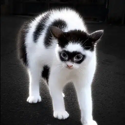 catman / SOL