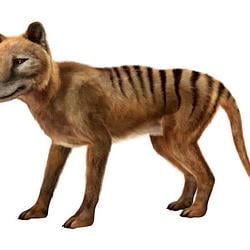 Thylacine / SOL
