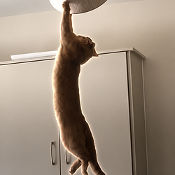 hodlcat