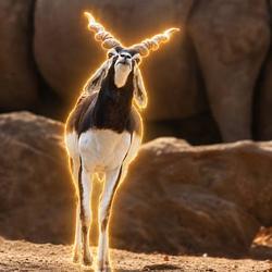 Blackbuck