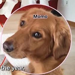 momo / BNB