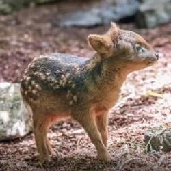 PUDU