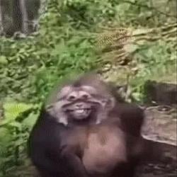 smiles