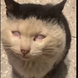 mental blink cat logo