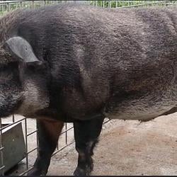 SUPER PIG