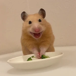 キンクマ