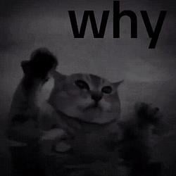 Whycat