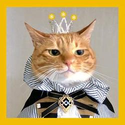 CATSZN