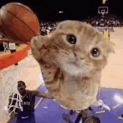 ballcat / SOL
