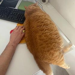 Fat