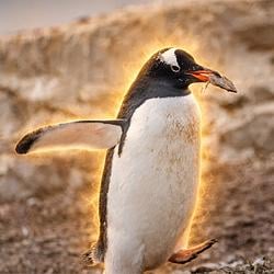 GENTOO